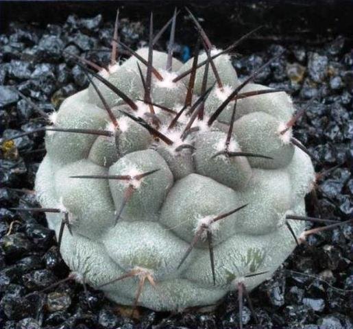 Copiapoa_cinerea_ssp_gigantea